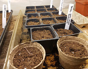 planting in peat pots and cell packs