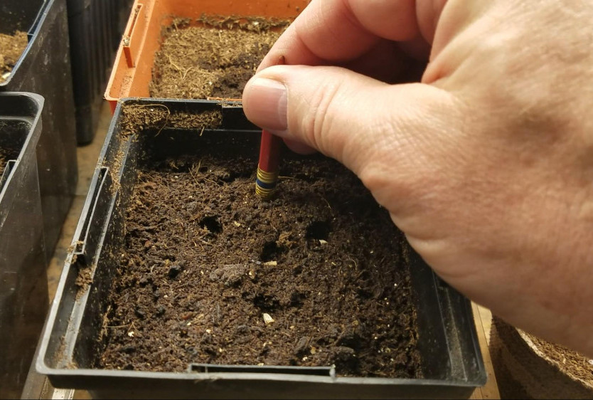 using a pencil to make planting holes