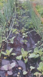 Onions planted along the sides of my garden act as a barrier to keep rabbits out