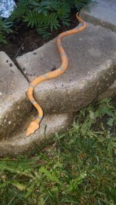 toy snake to scare rabbits away from garden