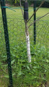 chicken wire protects my apple tree from rabbits chewing on the bark