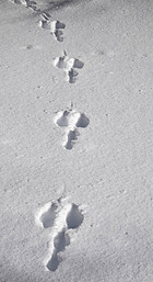 rabbit tracks